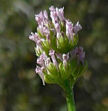 Plectritis ciliosa flower